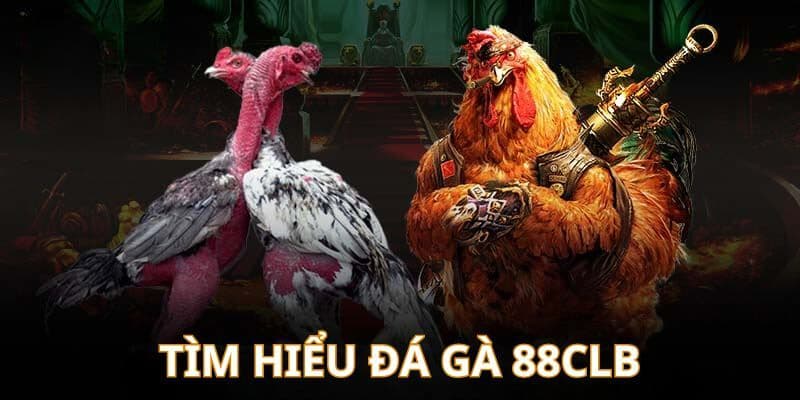 Tìm hiểu sảnh đá gà 88CLB kịch tính